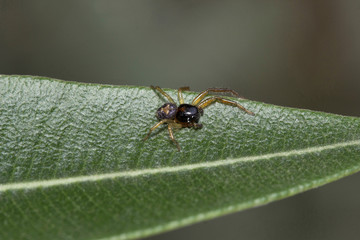 Crab spider, Thomisidae, Bangalore , India