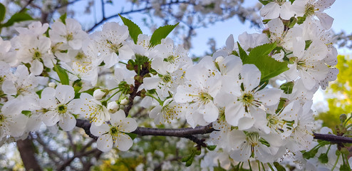 White cherry blossoms close-up on a tree branch. Springtime. Outside the house.