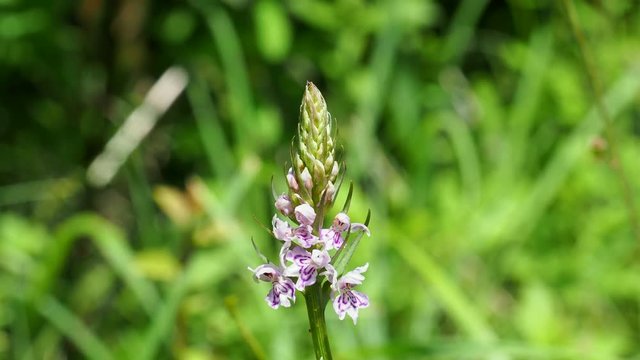 Common spotted orchid flower ( Dactylorhiza fuchsii )