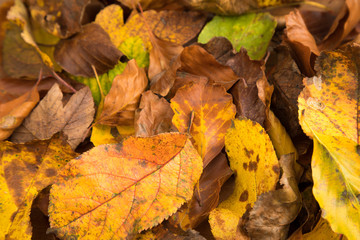 Naklejka na ściany i meble leaves in autumn