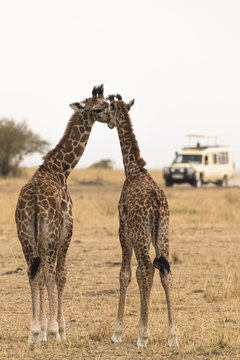 Two young giraffes show affection