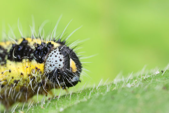 Cabbage white caterpillar feeding on a lunaria leaf