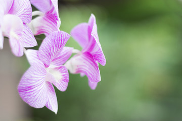 Orchid flower in garden, green background.