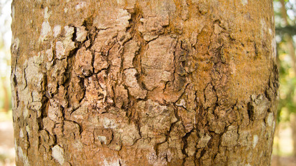 the texture of tree