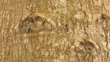 the texture of tree