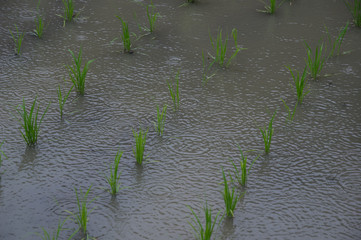 雨の水田