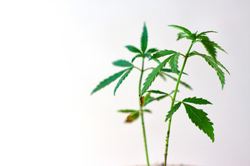 Young green indica plant marijuana. Cannabis leaf on white background