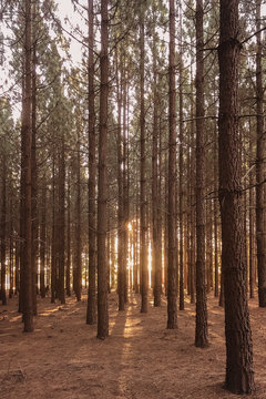 pine forest with sunlight