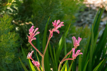 Pink mauve flower of Kangaroo Paw with blurred background