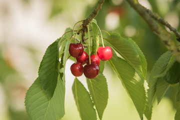 Fototapeta premium Kirschenzeit