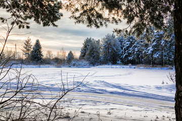 Trees covered snow in winter forest