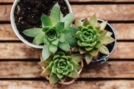 Succulent