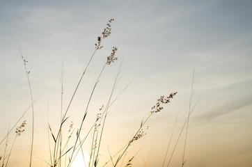 beautiful landscape flower in sunset, samui