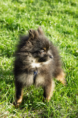 Small and serious half-breed of Pomeranian Spitz is walking on a grass.