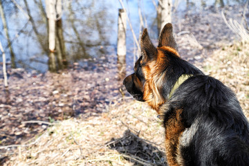 Dog German Shepherd near water in a sping day