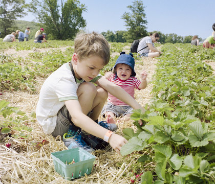 Family day at the Strawberry patch