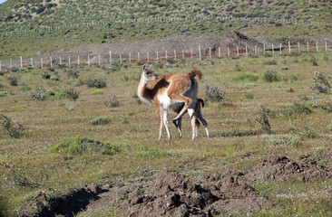 Guanaco (Lama guanicoe) in Torres del Paine National Park, Magallanes Region, southern Chile