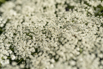 Ammi visnaga plant (toothpickweed)