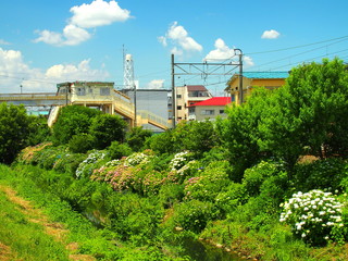 紫陽花咲く河畔風景