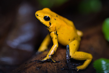 Golden poison frog on the ground in the rainforest