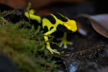 Dyeing poison dart frog on the ground in the rainforest