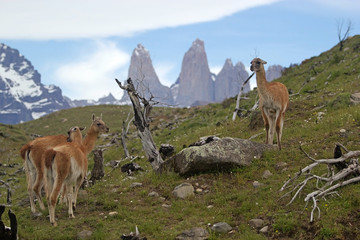 Naklejka na ściany i meble Guanaco (Lama guanicoe) in Torres del Paine National Park, Magallanes Region, southern Chile