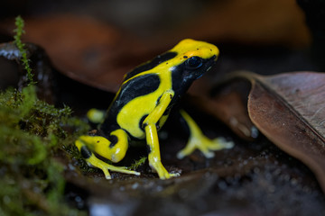 Dyeing poison dart frog on the ground in the rainforest
