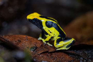 Dyeing poison dart frog on the ground in the rainforest