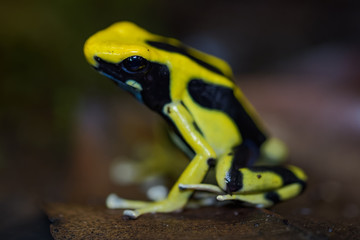 Dyeing poison dart frog on the ground in the rainforest
