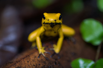 Golden poison frog on the ground in the rainforest