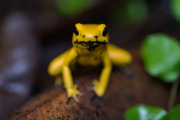 Golden poison frog on the ground in the rainforest