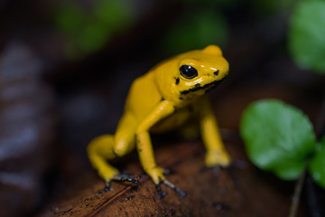 Golden poison frog on the ground in the rainforest