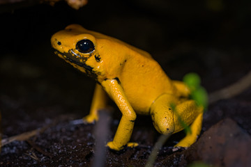 Golden poison frog on the ground in the rainforest