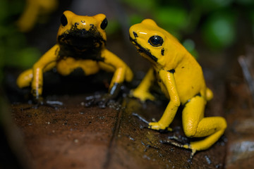 Golden poison frog on the ground in the rainforest