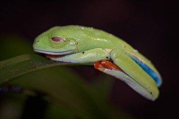 Red eyed tree frog in the rainforest