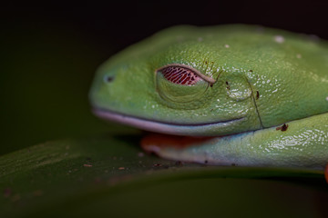 Red eyed tree frog in the rainforest