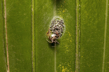 Jumping spider, Brettus sp, Salticidae, Bangalore