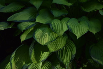 Leaves of Hosta (Plantain lily)