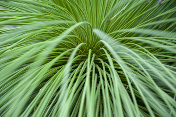 Close-up on leaves of Queretaro Yucca (Yucca queretaroensis, biconvex, denticulate-leaf), a plant species in the genus Yucca, family Asparagaceae,