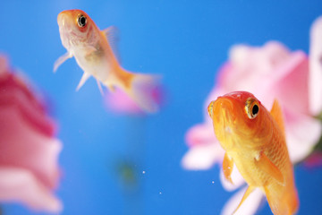 花と金魚