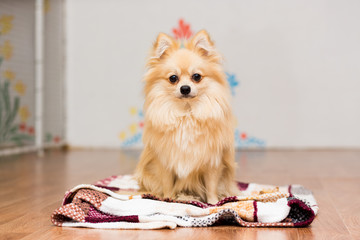A dog of German Spitz breed sits on a blanket and looks forward