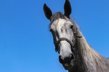 Portrait grey horse with extreme close-up. with blue sky
