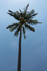 Alone palm tree against polarized blue sky background