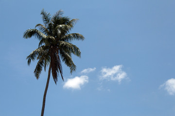 palm tree against blue sky