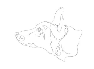 dog portrait, lines, vector