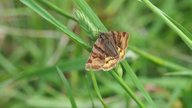 Burnet Companion 3 030618