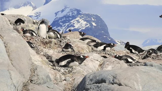Gentoo Penguins on the nest
