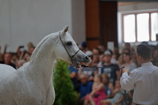 Głowa i szyja pięknego białego konia czystej krwi arabskiej, pokazy, koń trzymany za uzdę, w tle rozmyta publiczność podziwia konia 