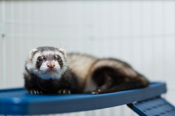 A black and white ferret lies in its cage on a platy shelf