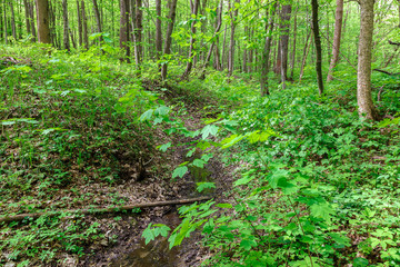 Green deciduous forest on a sunny day.